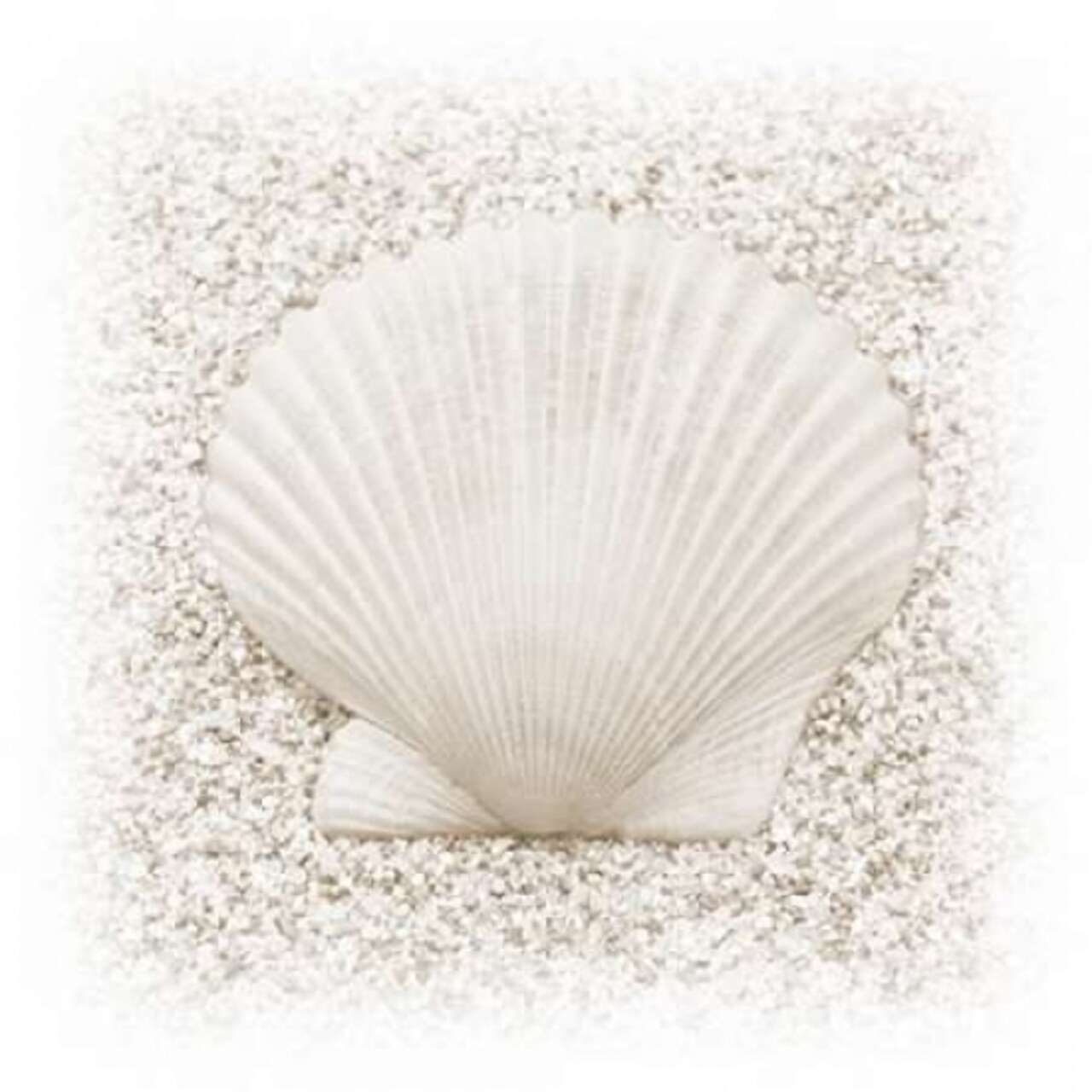 In the Sand II Poster Print by Jim Christensen - Item # VARPDXPSCRS209